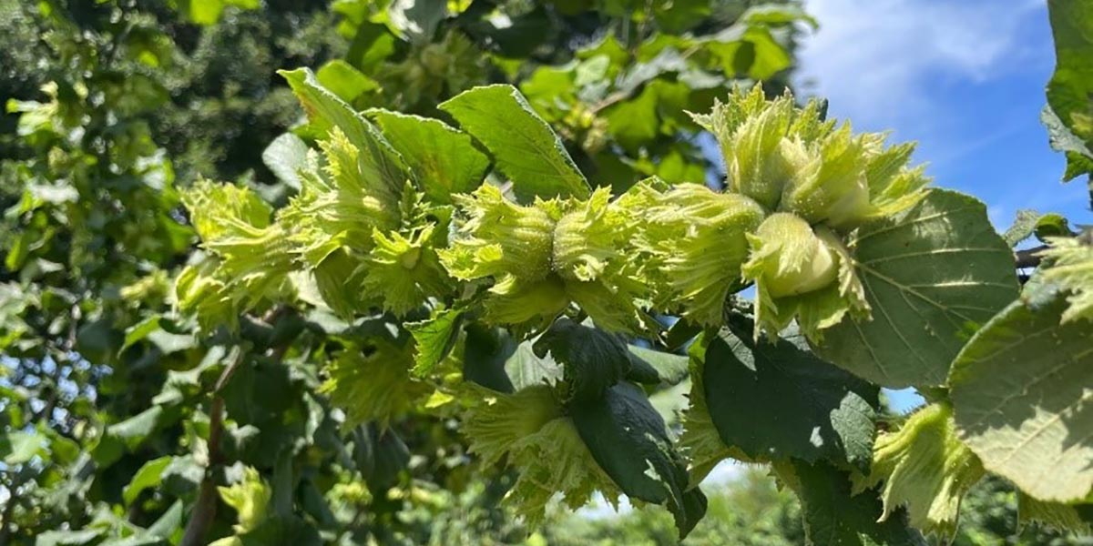 Miglioramento varietale del nocciolo, al via il progetto di Italia Ortofrutta